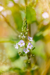Veronica, Water Speedwell Flower