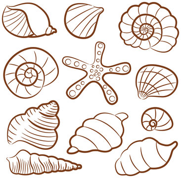 Seashell vector set