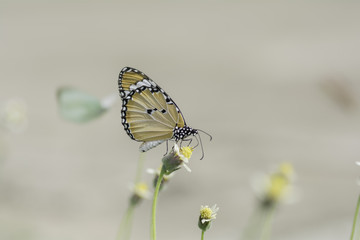 Butterfly sucking nectar from flowers . Blurred Background
