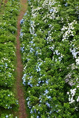 紫陽花の咲いた路