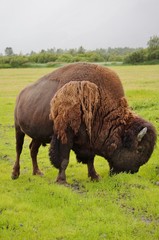A wood bison (Bison Athabascae) in Alaska