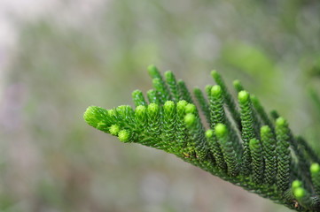 Green pine buds
