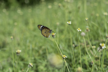 Butterfly sucking nectar from flowers .