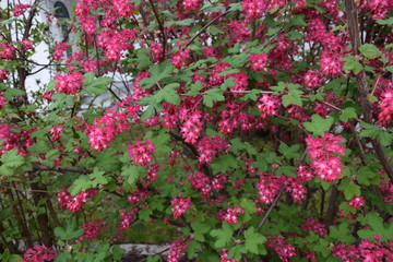 drzewo ozdobne kwitnące czerwono © krzysztof_r