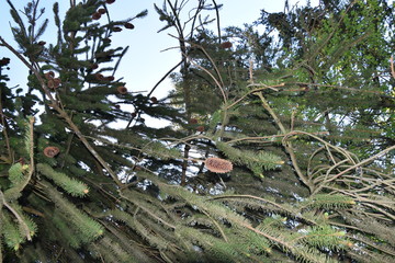 drzewo ozdobne iglaste © krzysztof_r