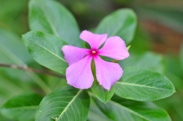 Periwinkle flower