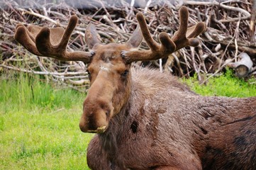 A bull moose in the grass in Alaska