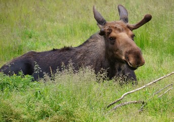 A young moose in the grass in Alaska