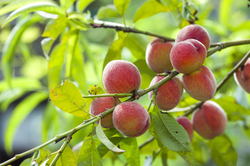 Ripe red and yellow peaches on  branch