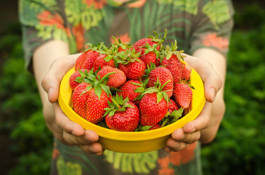 Summer berries topic: man holds a plate with a ripe red strawberry garden on a green background