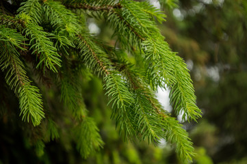 Sprigs of green spruce