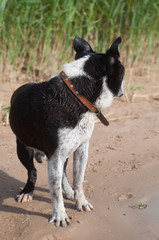Boston Terrier dog on the beach