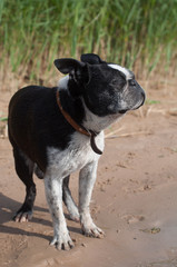 Boston Terrier dog on the beach