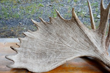 Moose antlers