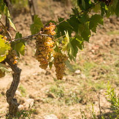 tuscan grapes