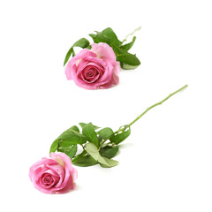 Single pink rose isolated