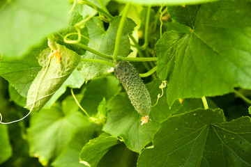 Cucumber growing in a greenhouse on a branch