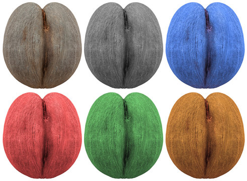  cocos-fesses des Seychelles, fond blanc