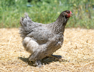 grey brahma chicken