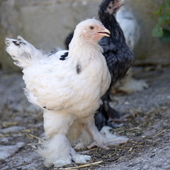 young brahma chicken