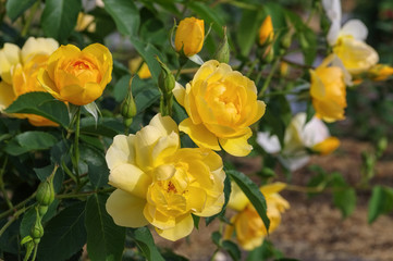 Rose Buttercup - yellow English Rose Buttercup