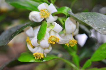 Grapefruit blossoms