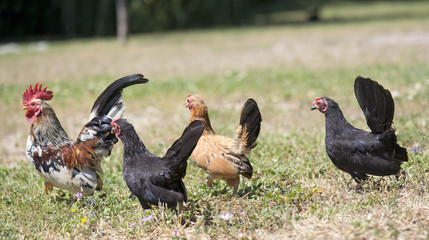 serama rooster and chicken