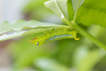 Polyphemus caterpillar in the nature eating young leaf 