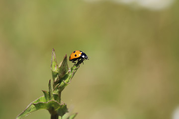 Yellow ladybug