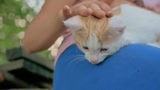 girl teen brunette holding kitten in her cat arms love outdoors