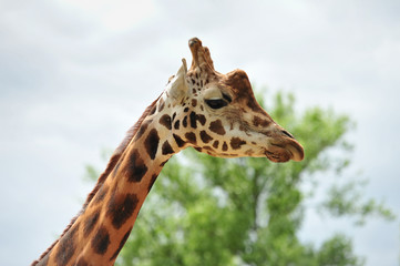 Head shot of Giraffe
