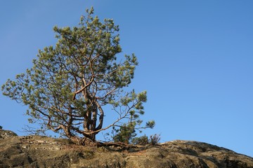 Baum auf einem Felsen im Nationalpark Harz