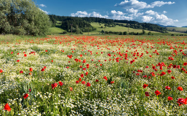 Obraz na płótnie Canvas Meadow full of poppy seeds