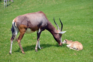 Naklejka na ściany i meble una antilope assiste il suo cucciolo sdraiato sul prato