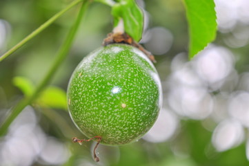 Green passion fruit on the vine