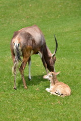 una antilope assiste il suo cucciolo sdraiato sul prato