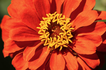 Orange and Yellow Zinnia Flower