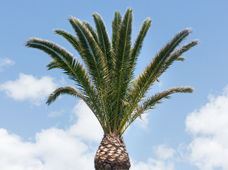 Palm tree on sky background.