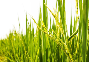 rice field