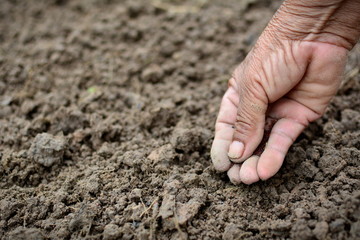 Hand planting