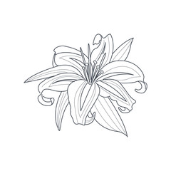 Lily Flower Monochrome Drawing For Coloring Book