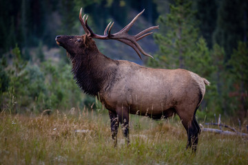 "Proud Elk"  Rocky Mountain National Park in Colorado is home to many amazing animals. The sun was just coming up and I found myself in the path of this intimidatingly large bull elk.
