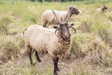 Jakob-Schafe auf einer Wiese