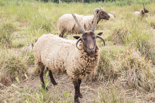 Jakob-Schafe auf einer Wiese
