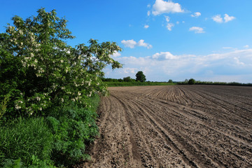Fototapeta na wymiar Plowed soil with nice blue sky