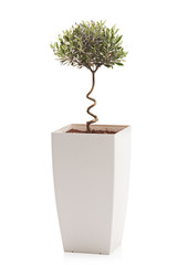 Olive tree in a white flowerpot