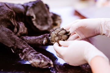 Veterinarian at veteringary clinic examining dog with wounded pa