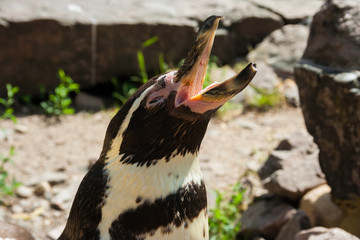 rufender Pinguin