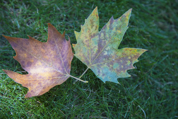 Two fallen dry leaves on grass