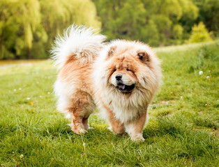Beautiful dog chow-chow in the park.